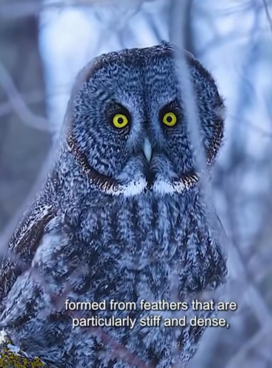 formed from feathers that are particularly stiff and dense,