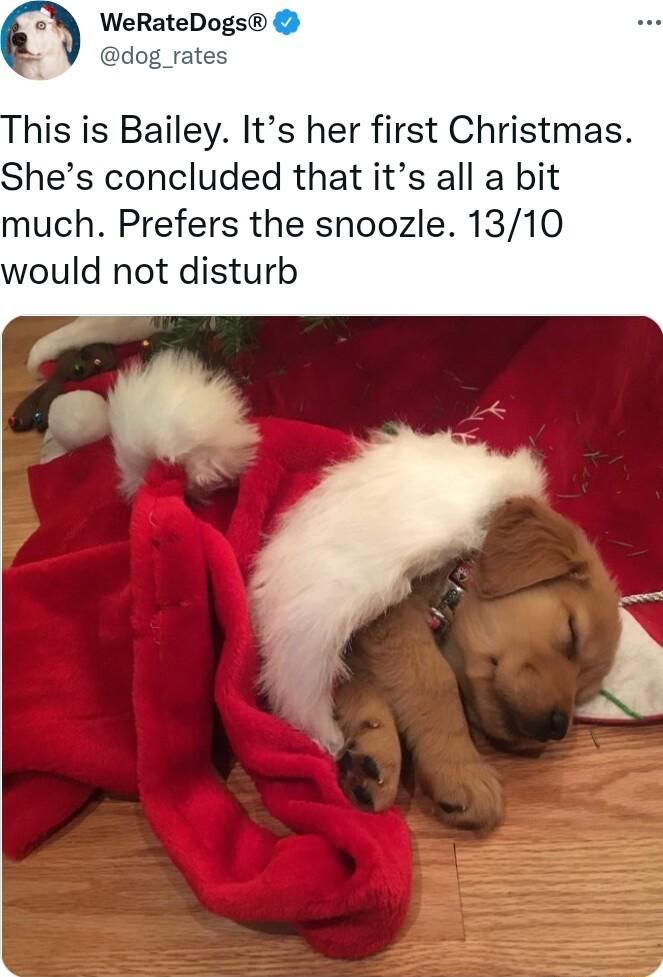 t WeRateDog his is Bailey Its her first Christmas Shes concluded that its all a bit much Prefers the snoozle 1310 would not disturb