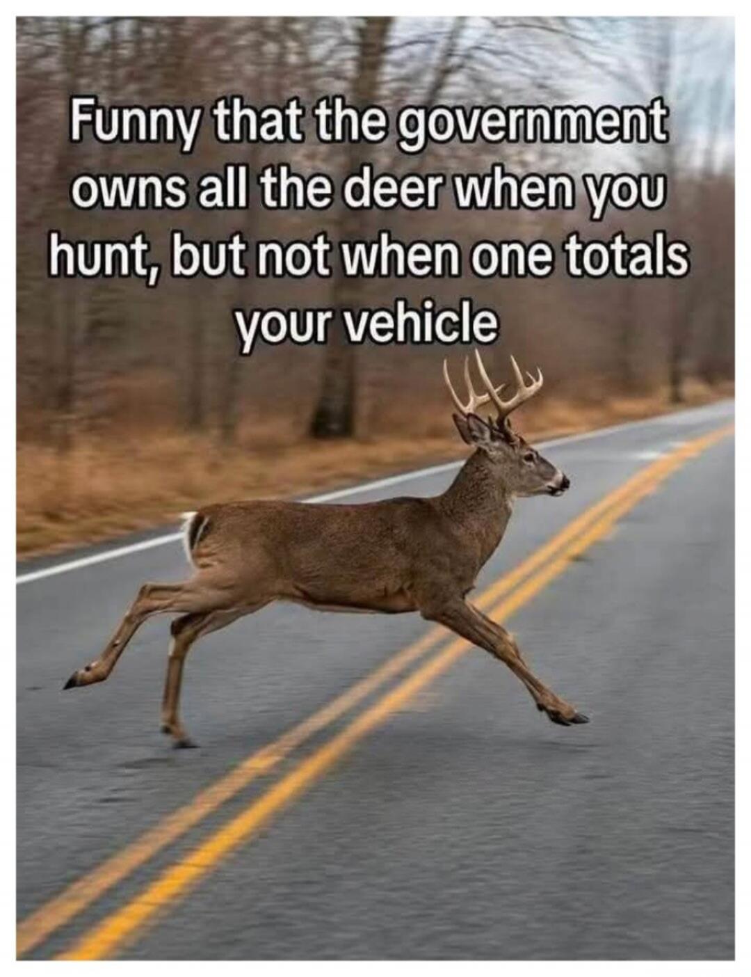 Funny that the government owns all the deer when you hunt, but not when one totals your vehicle