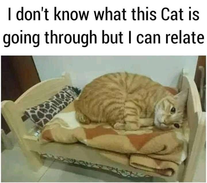 dont know what this Cat is going through but can relate i y Lt