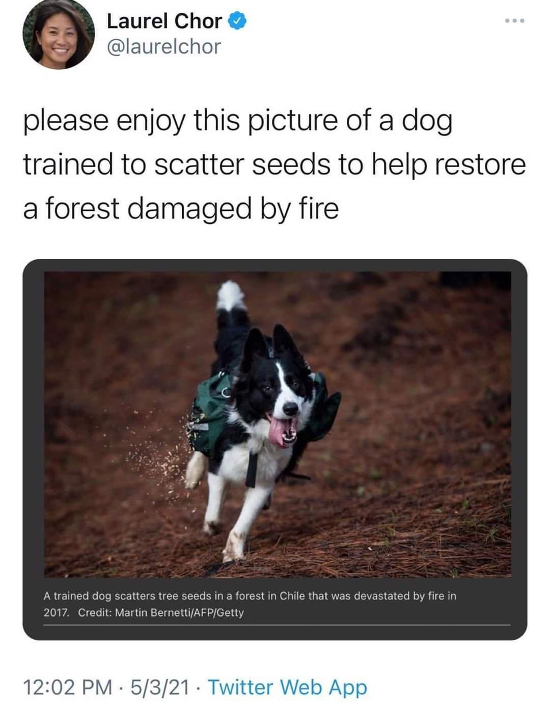Laurel Chor laurelchor please enjoy this picture of a dog trained to scatter seeds to help restore a forest damaged by fire LR U T TTe N ole BloE T G R R R I R ol R A N O T R G E T RN RN CVE N 1 Cle oA TR 2017 Credit Martin BernettiAFPGetty 1202 PM 5321 Twitter Web App