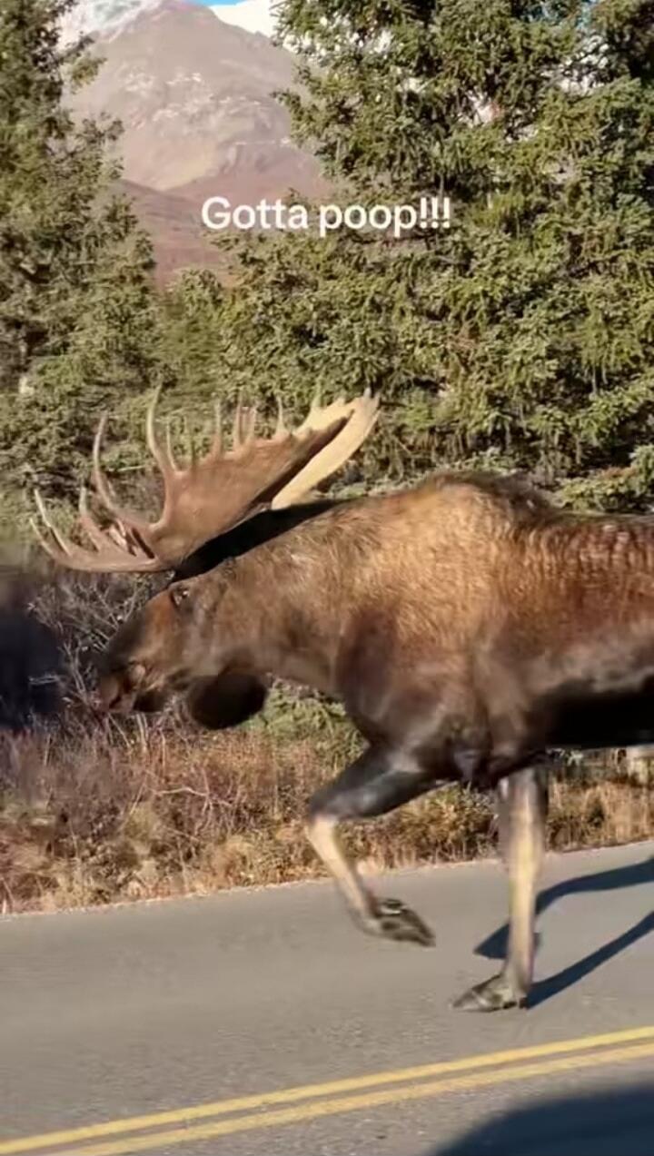Gotta poop!!!