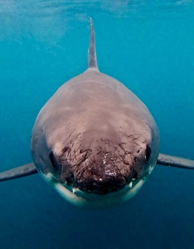 Session ID: 1010819.