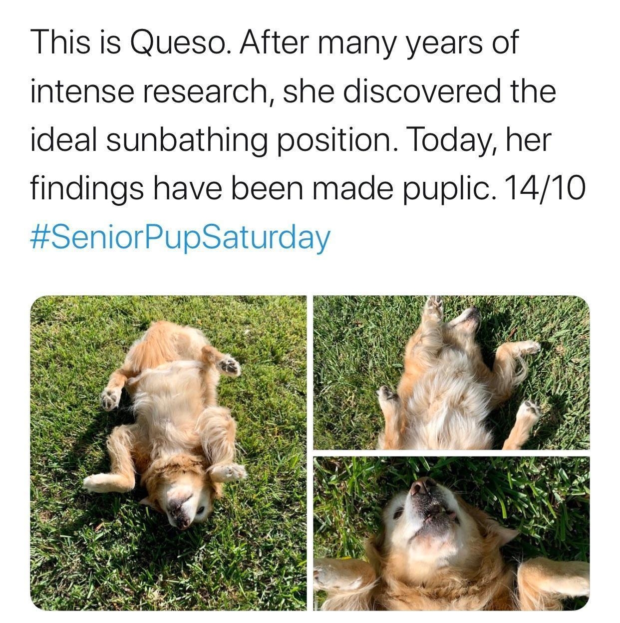 This is Queso After many years of intense research she discovered the ideal sunbathing position Today her findings have been made puplic 1410 SeniorPupSaturday