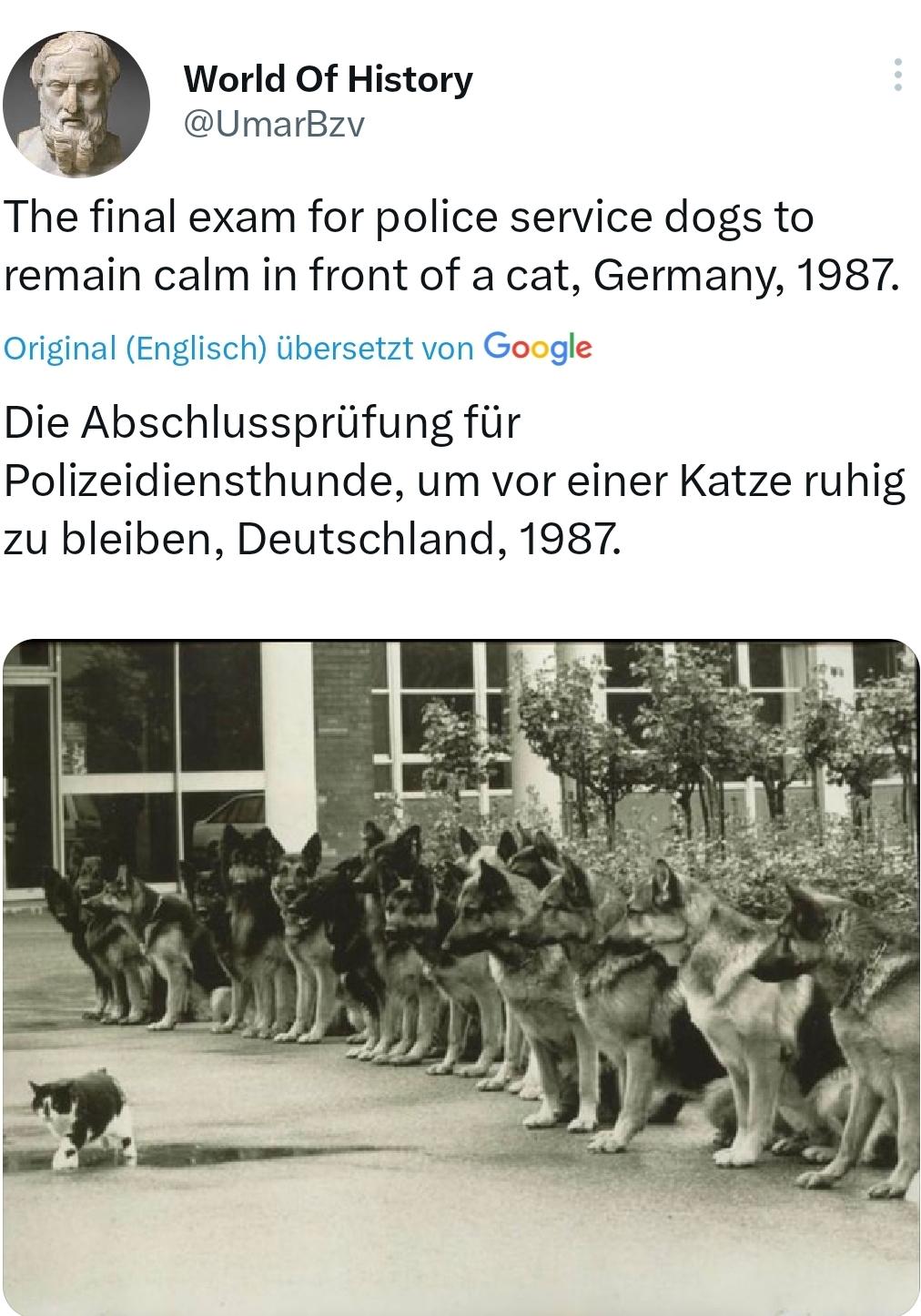 F World Of History UmarBzv The final exam for police service dogs to remain calm in front of a cat Germany 1987 Original Englisch iibersetzt von Google Die Abschlussprifung fir Polizeidiensthunde um vor einer Katze ruhig zu bleiben Deutschland 1987
