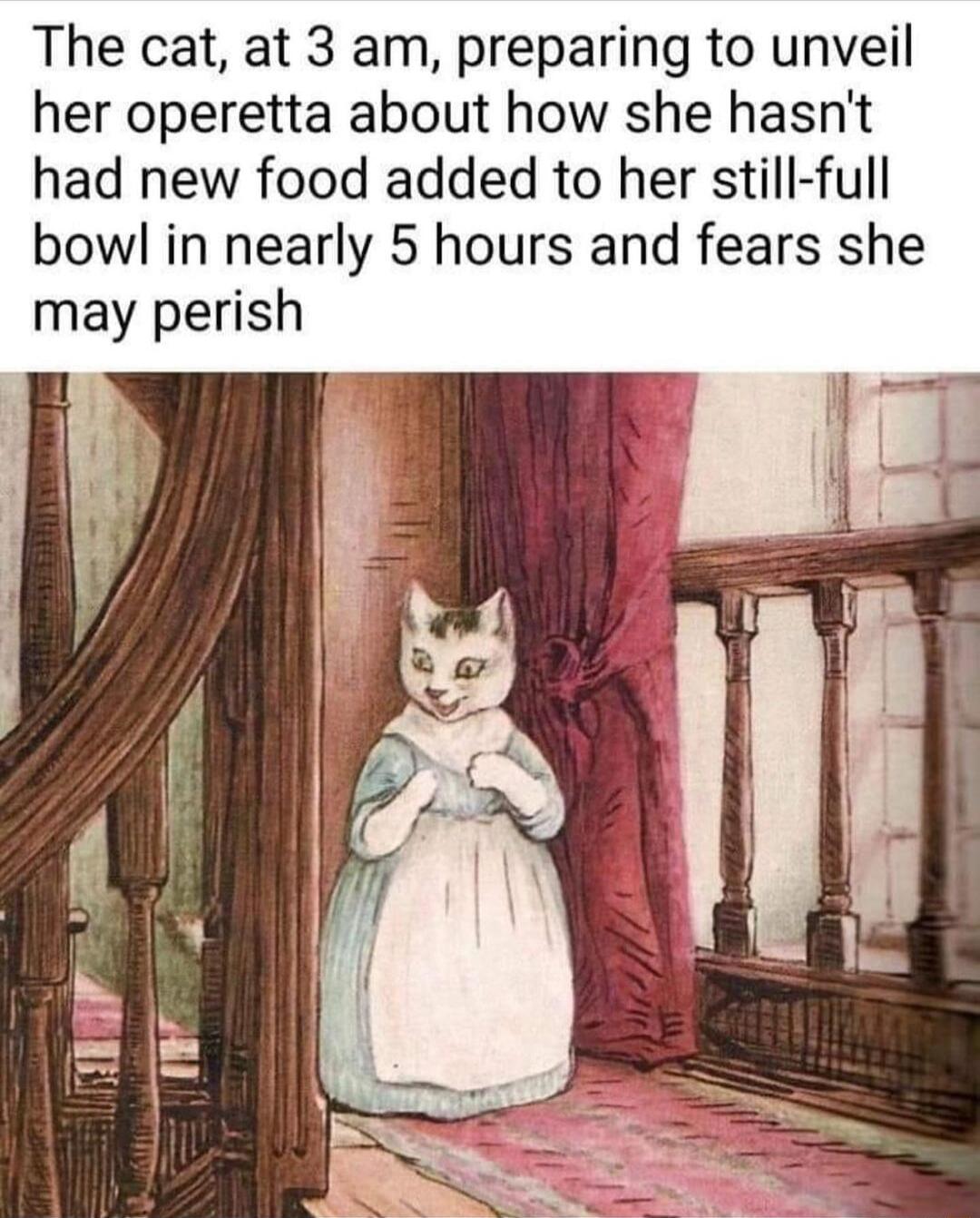 The cat at 3 am preparing to unveil her operetta about how she hasnt had new food added to her still full bowl in nearly 5 hours and fears she may perish