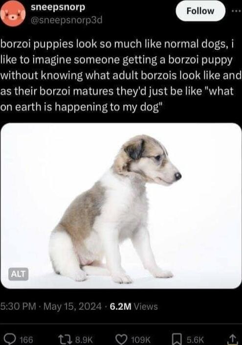 sneepsnorp borzoi puppies look so much like normal dogs i like to imagine someone getting a borzoi puppy without knowing what adult borzois look like and as their borzoi matures theyd just be like what on earth is happening to my dog