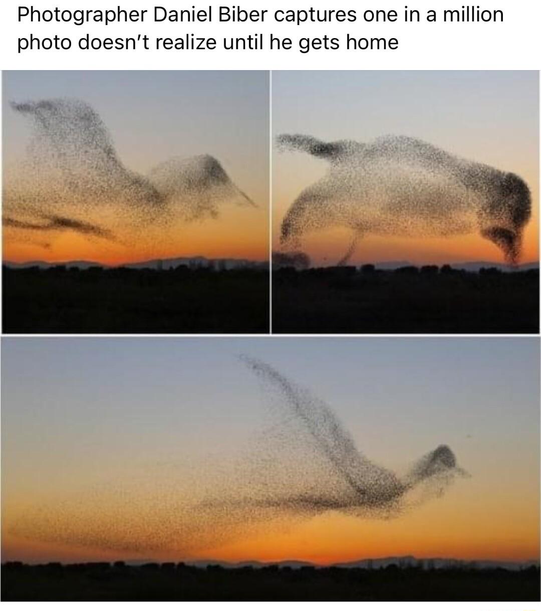 Photographer Daniel Biber captures one in a million photo doesnt realize until he gets home