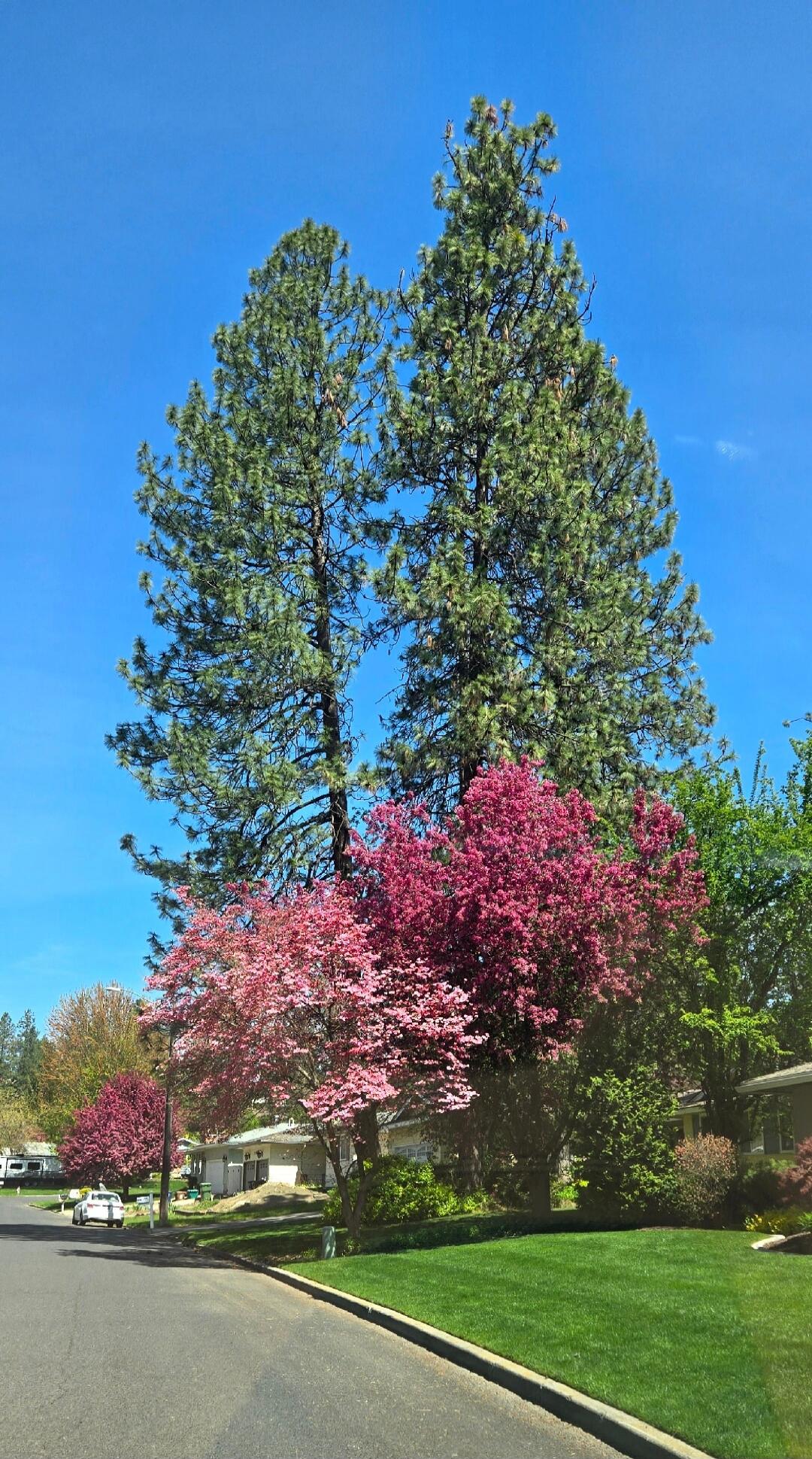 A vibrant spring scene featuring a residential street lined with lush green lawns and various trees. Two tall pine trees stand prominently against a clear blue sky, while several smaller trees with bright pink and red blossoms add a splash of color to the landscape. A white car is parked on the street in the distance.
