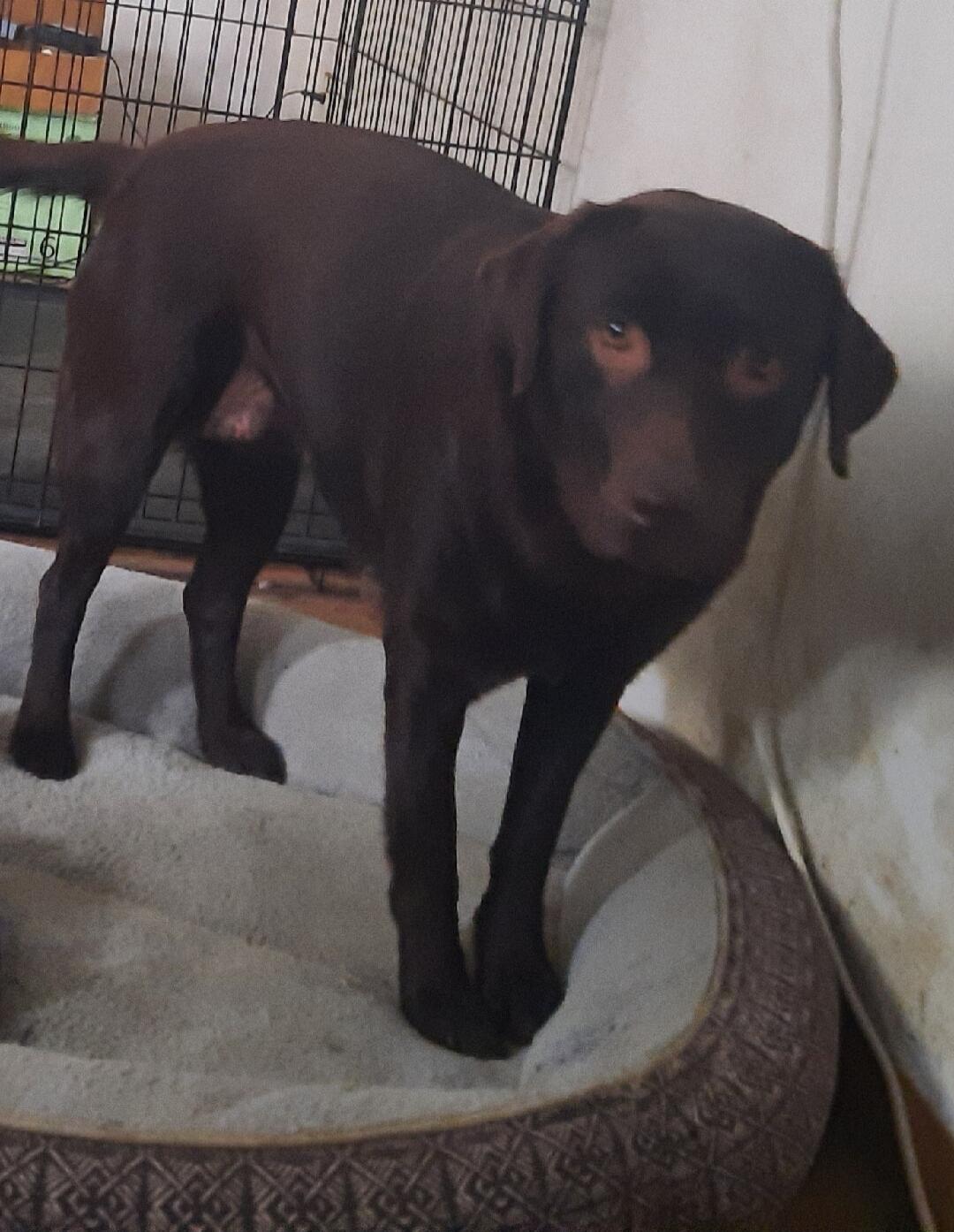 A small dark-brown dog standing in a dog bed near a crate.