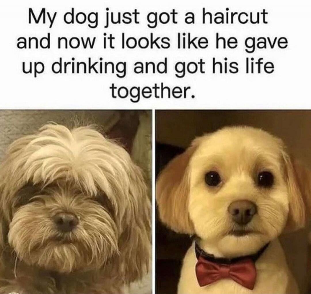 My dog just got a haircut and now it looks like he gave up drinking and got his life together.