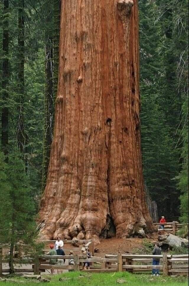 Giant Sequoia tree in a forest with people around.