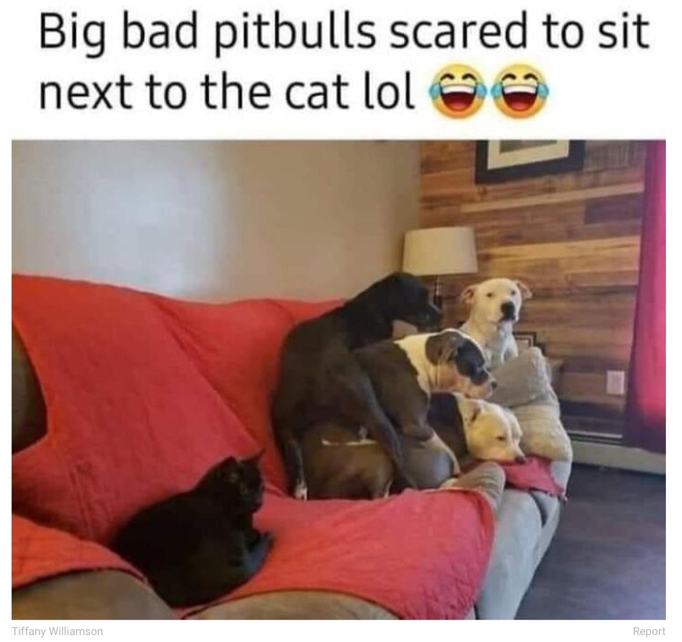 Big bad pitbulls scared to sit next to the cat lol