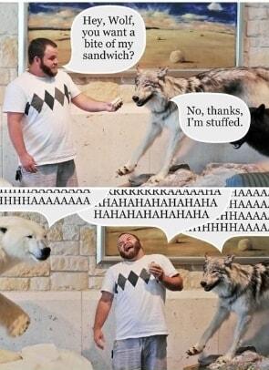 Hey Wolf youwanta T8 bite of my sandwich wf v No llmnks Im stuffed s L USUIUUUKAAAAATIA AAAA IHHHAAAAAAAA HAHAHAHAHAHAHA HAAAA HAHAHAHAHAHAHA _dHAAAA tHHHHAAAA
