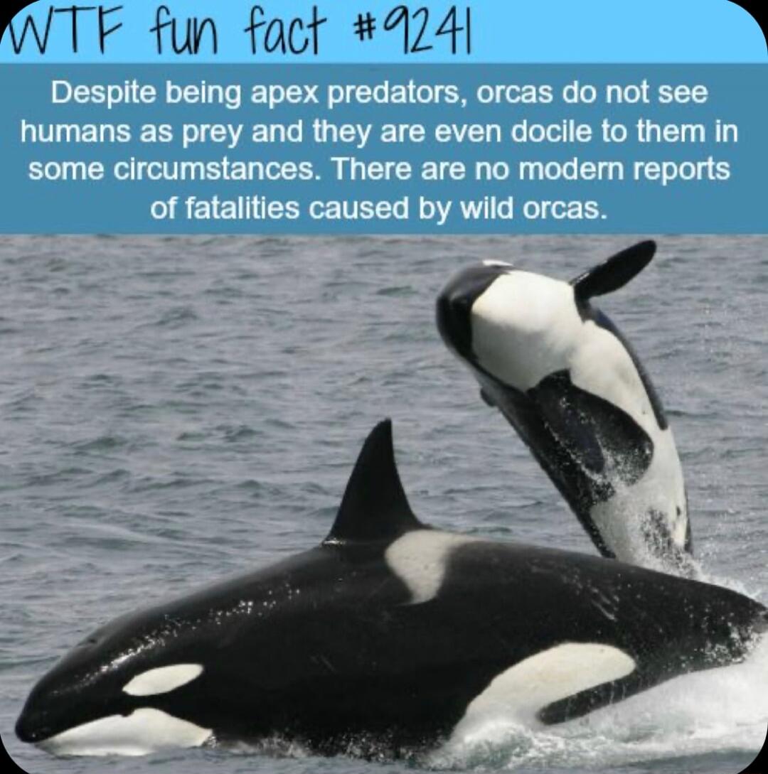 WTF fun fact 4241 2