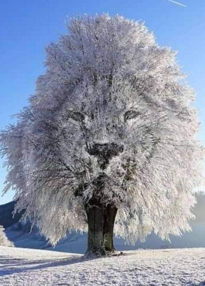 A tree covered in frost in a snowy landscape under a clear blue sky.
