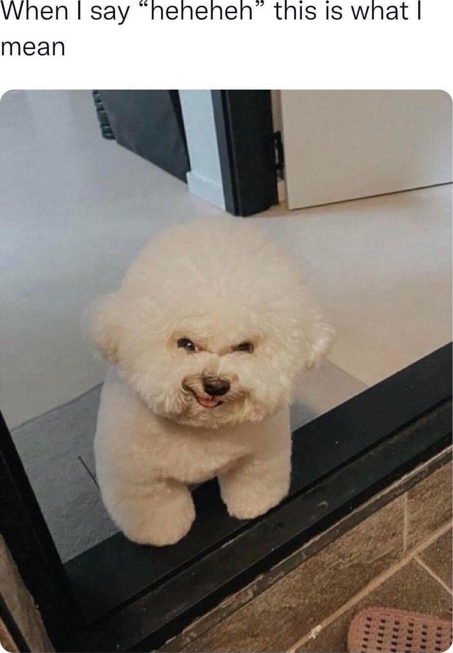 When say henehenh this Is what mean