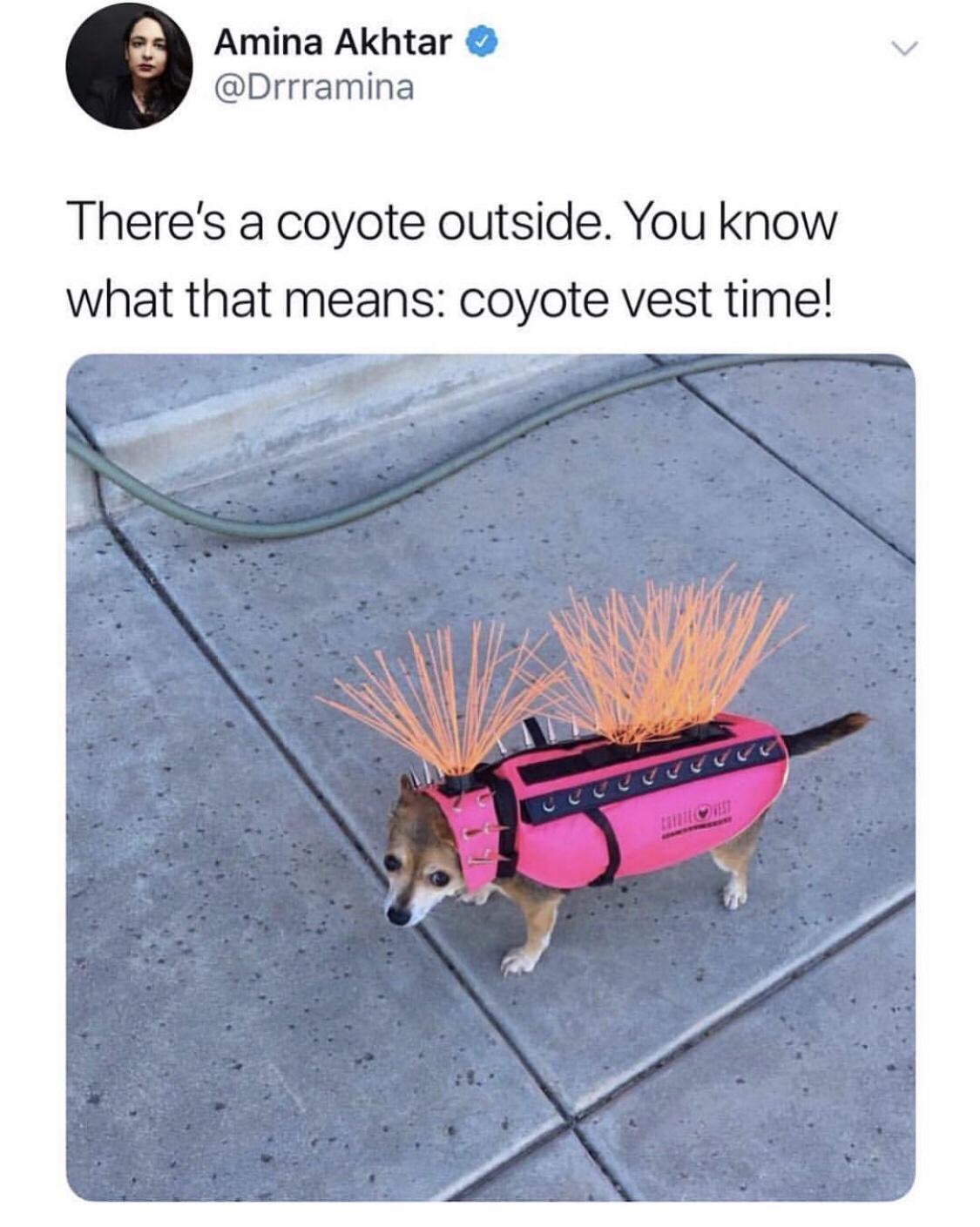 Amina Akhtar Drrramina Theres a coyote outside You know what that means coyote vest time