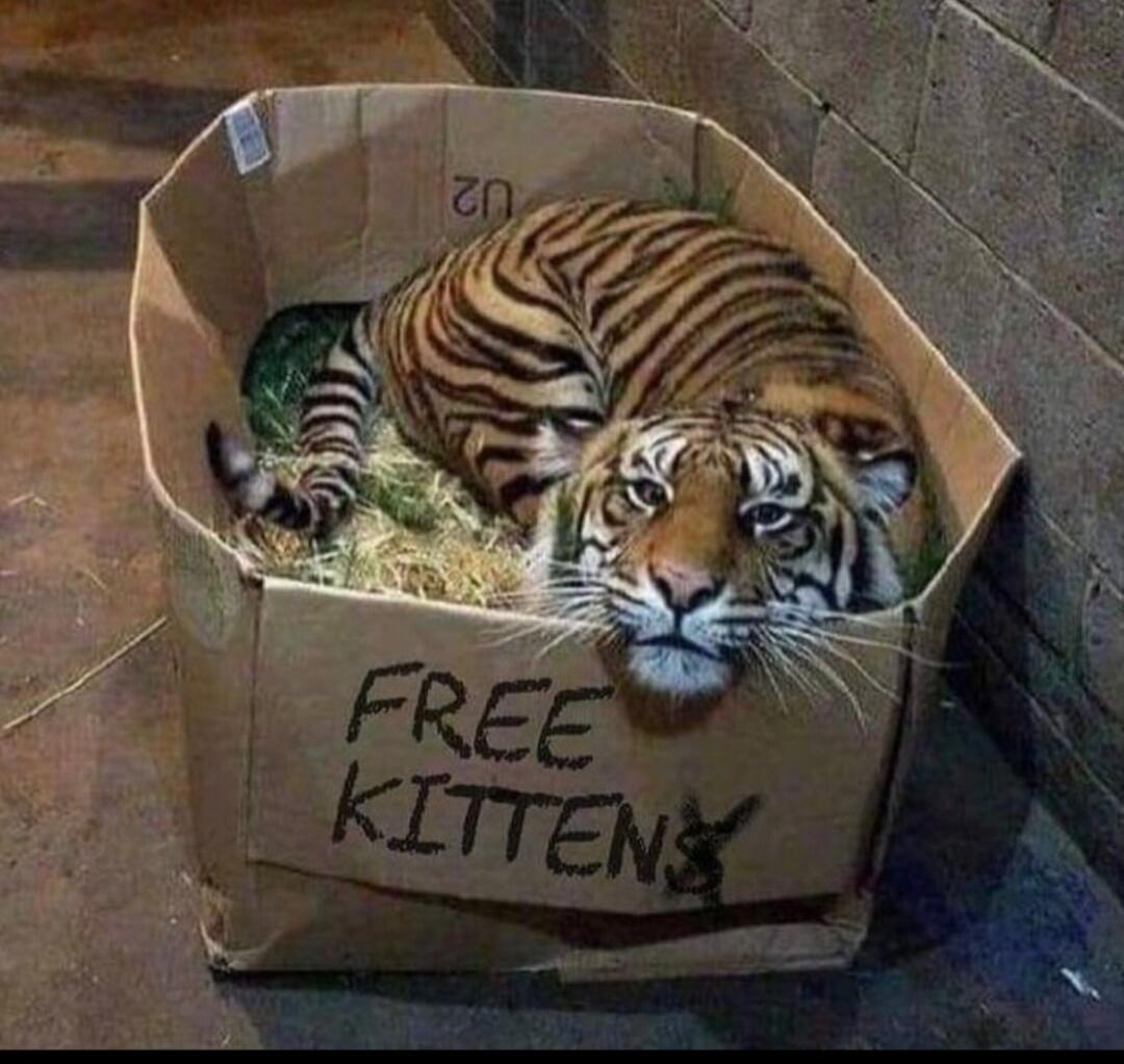 FREE KITTENS