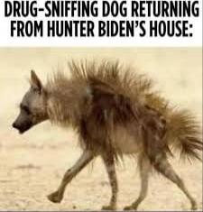 DRUG-SNIFFING DOG RETURNING FROM HUNTER BIDEN'S HOUSE:
