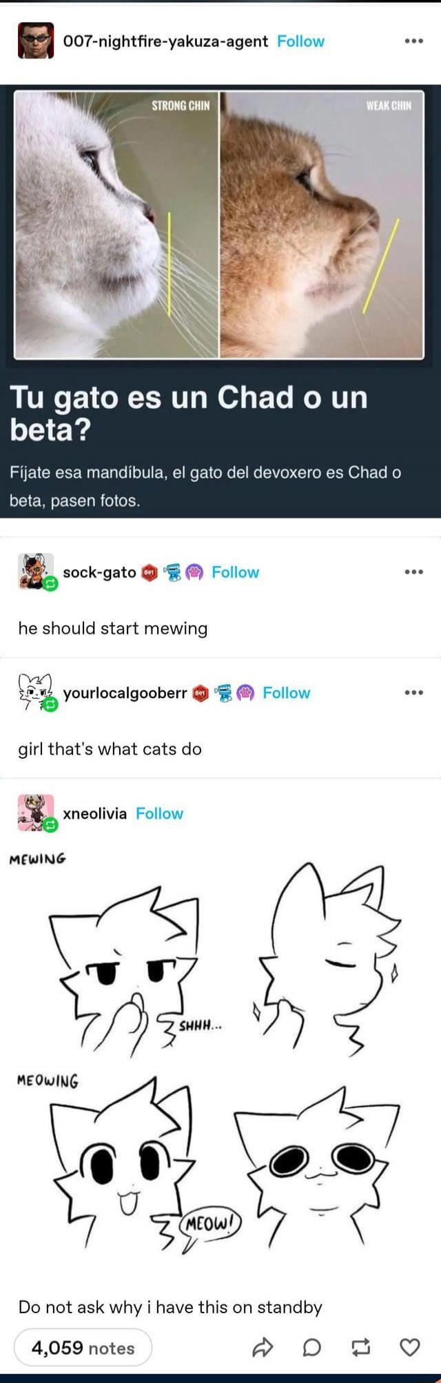 STRONG CHIN  WEAK CHIN
Tu gato es un Chad o un beta?
Fijate esa mandibula, el gato del devoxer es Chad o beta, pasen fotos.

he should start mewing

girl that's what cats do

MEWING

MEOWING

Do not ask why i have this on standby
4,059 notes
