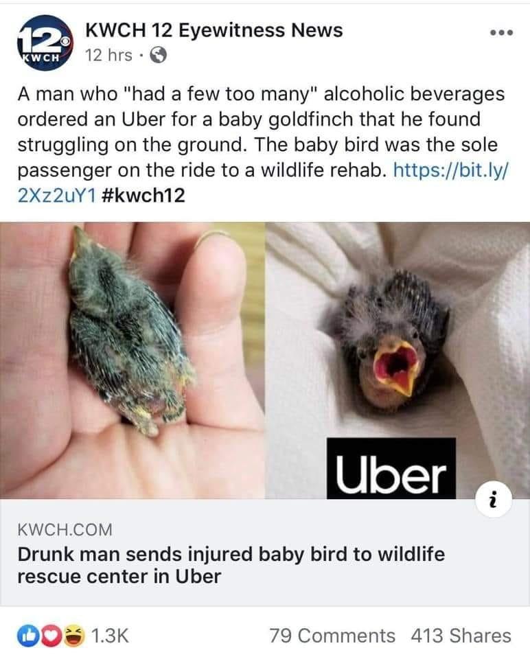 KWCH 12 Eyewitness News 12hrs Q A man who had a few too many alcoholic beverages ordered an Uber for a baby goldfinch that he found struggling on the ground The baby bird was the sole passenger on the ride to a wildlife rehab httpsbitly 2Xz2uY1 kwch12 KWCHCOM Drunk man sends injured baby bird to wildlife rescue center in Uber O0 13K 79 Comments 413 Shares