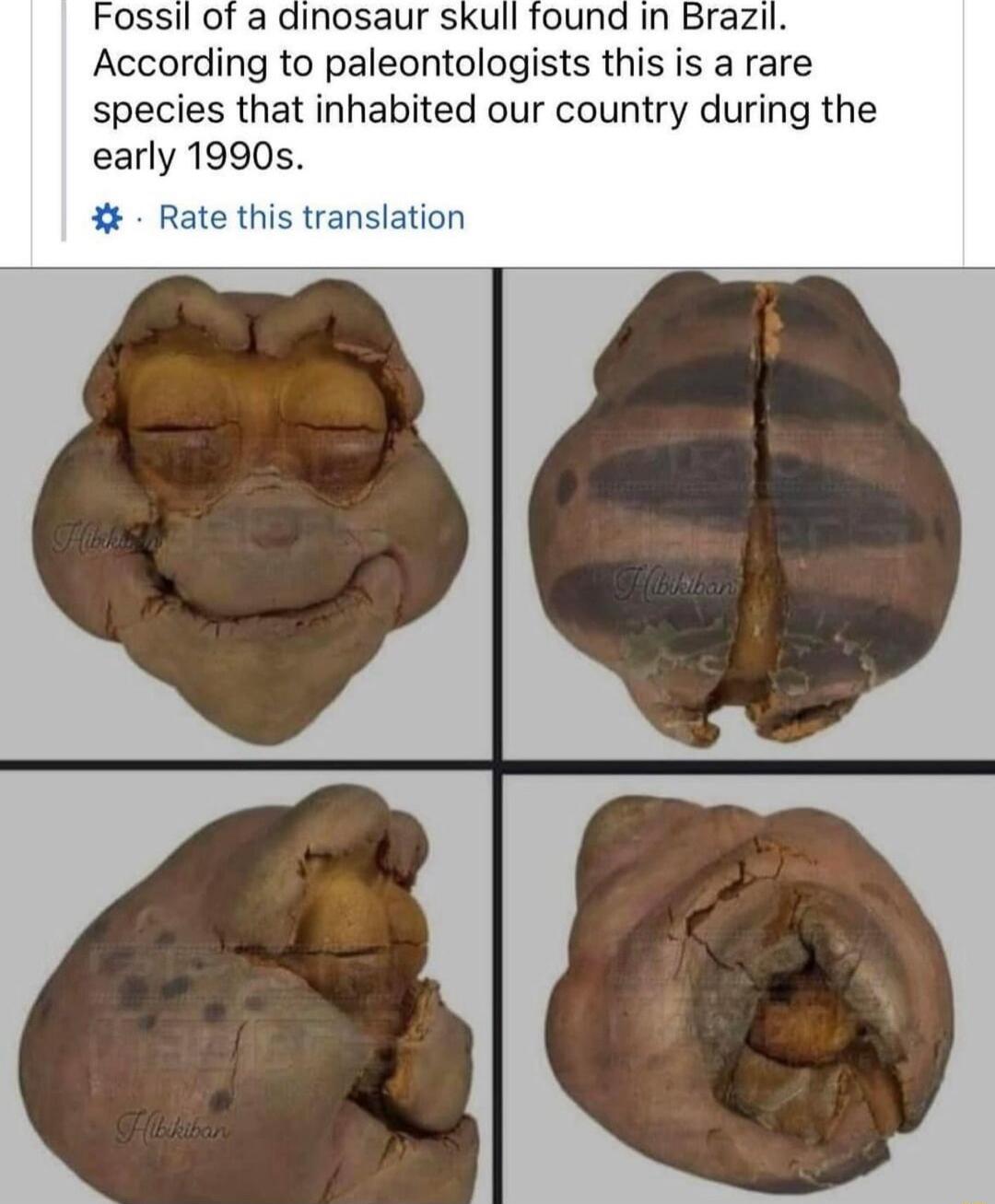 Fossil of a dinosaur skul According to paleontologists this is a rare species that inhabited our country during the early 1990s Rate this translation