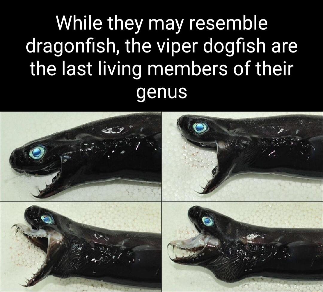 While they may resemble dragonfish the viper dogfish are the last living members of their genus