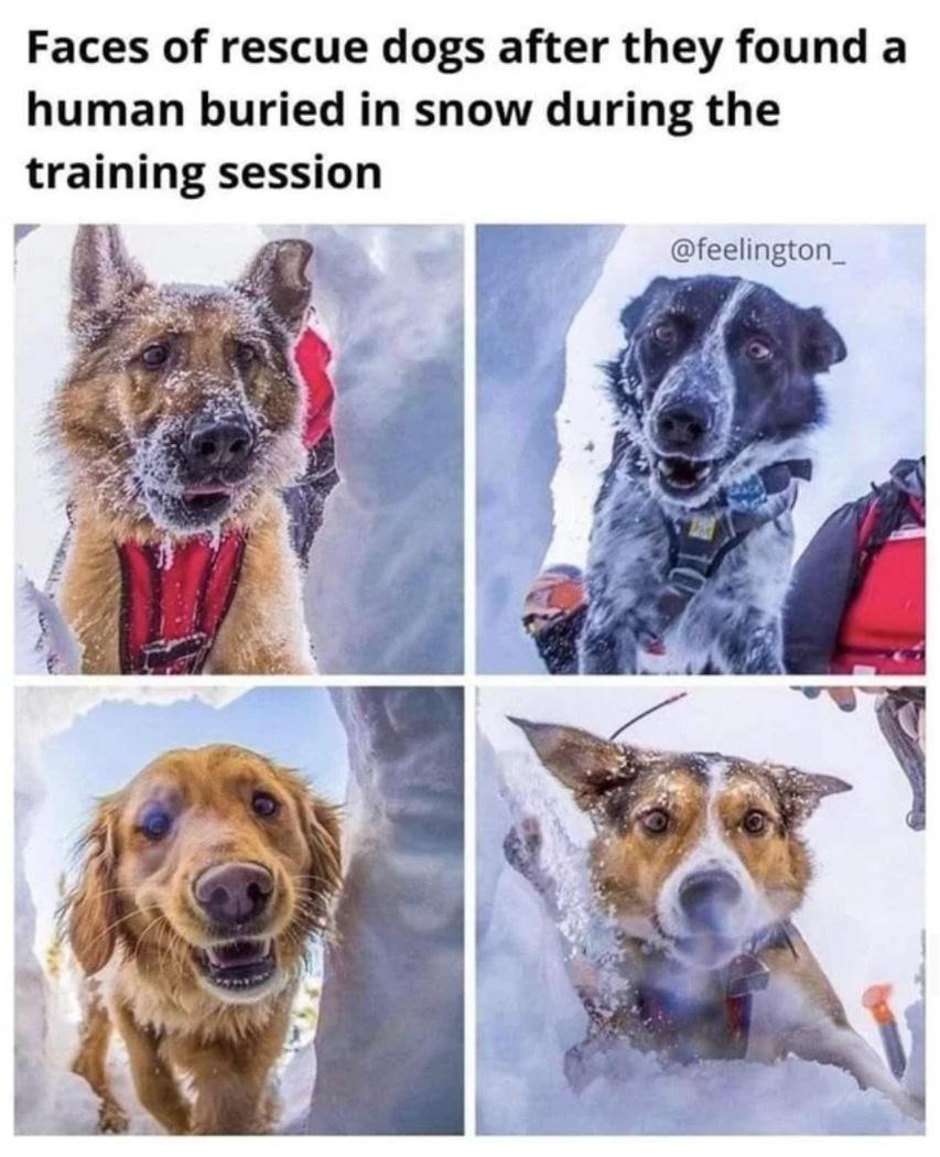 Faces of rescue dogs after they found a human buried in snow during the training session feelington
