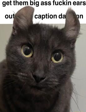 get them big ass fuckin ears