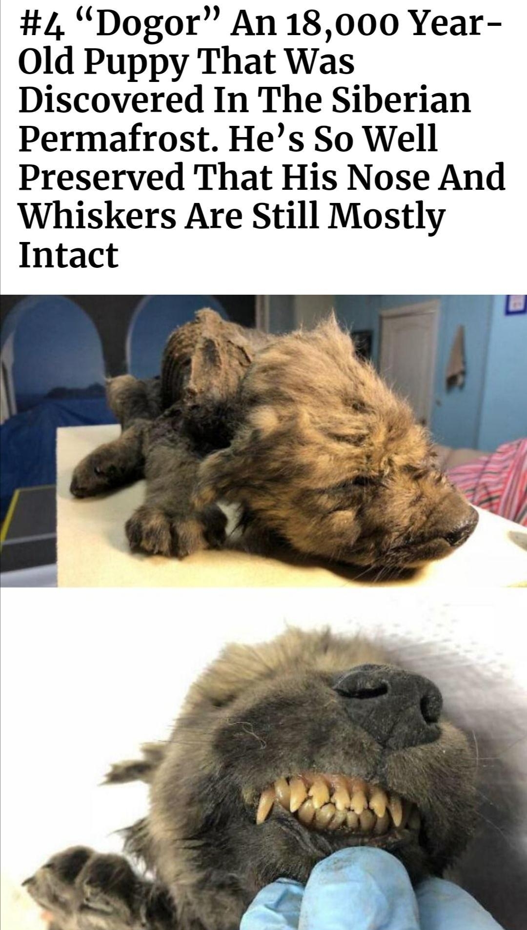 4 Dogor An 18000 Year 0ld Puppy That Was Discovered In The Siberian Permafrost Hes So Well Preserved That His Nose And Whiskers Are Still Mostly Intact