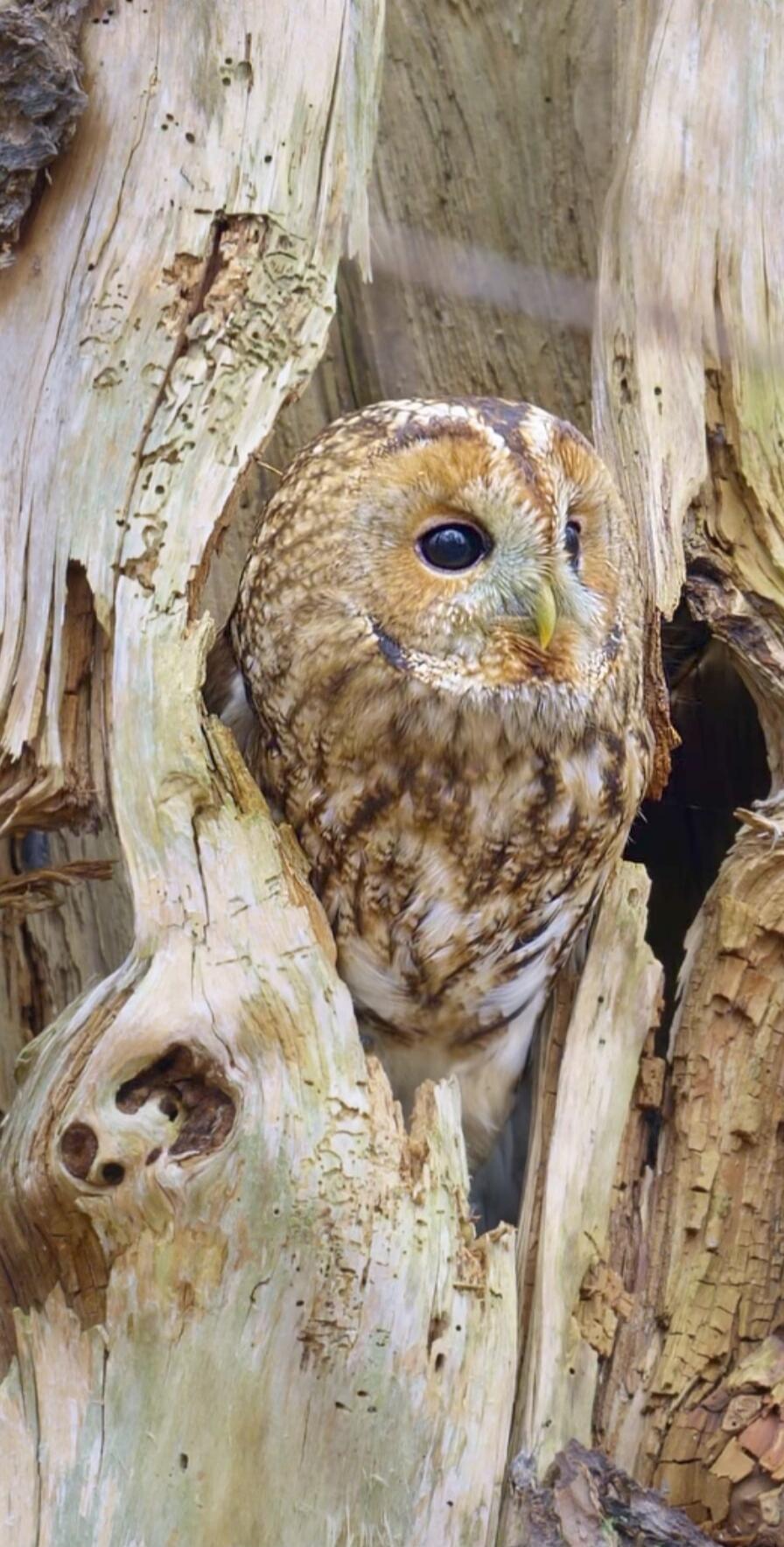 A small brown owl peeking out from inside a hollow tree trunk.