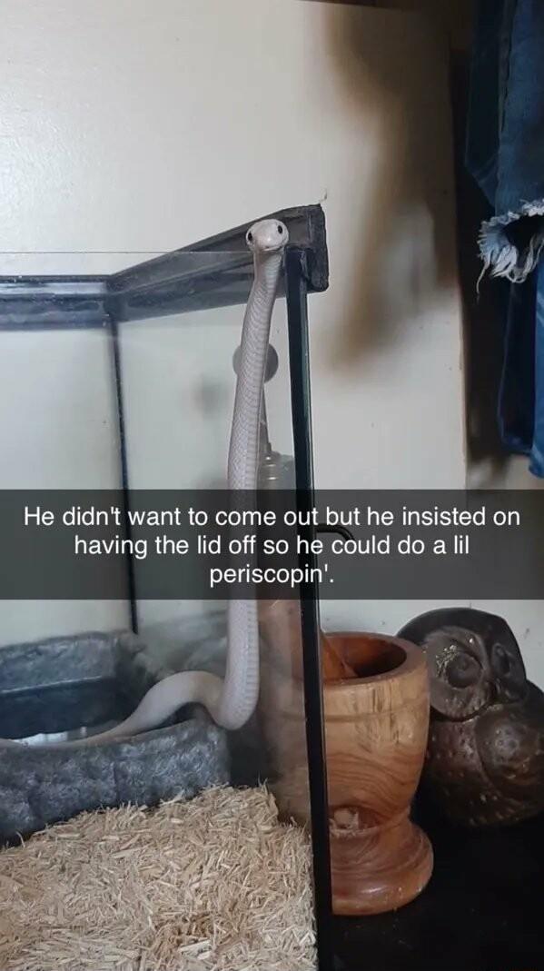 He didnt want to come out but he insisted on having the lid off so he could do a lil periscopin