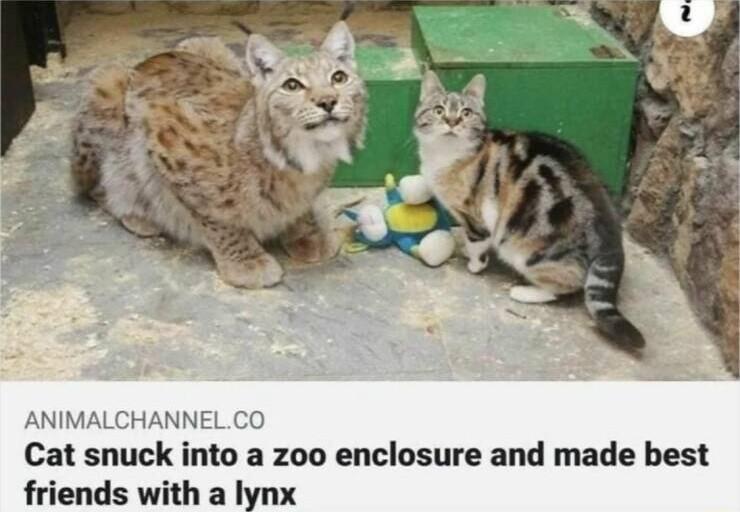 ANIMALCHA Cat snuck into a zoo enclosure and made best friends with a lynx