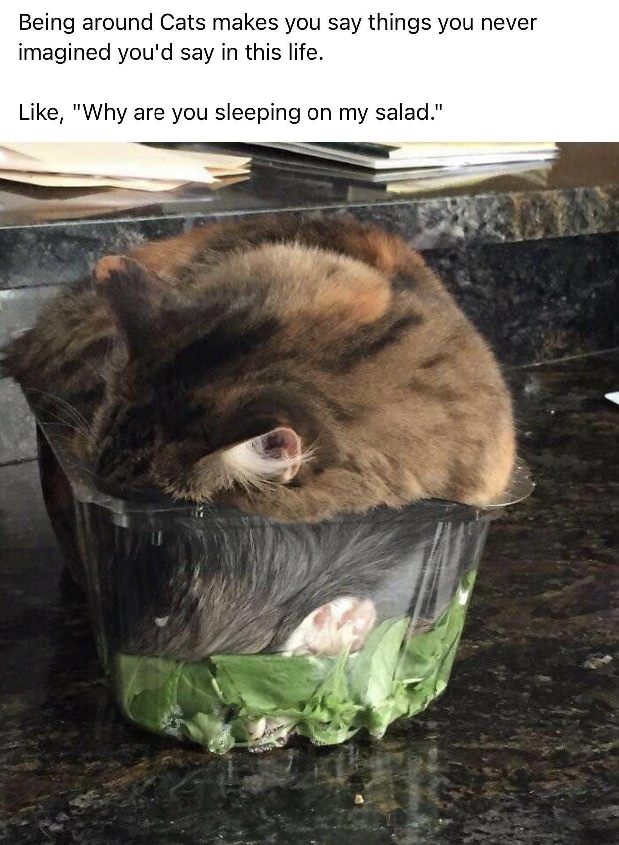 Being around Cats makes you say things you never imagined youd say in this life Like Why are you sleeping on my salad