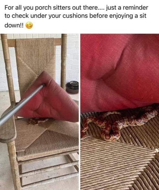 For all you porch sitters out there just a reminder to check under your cushions before enjoying a sit down