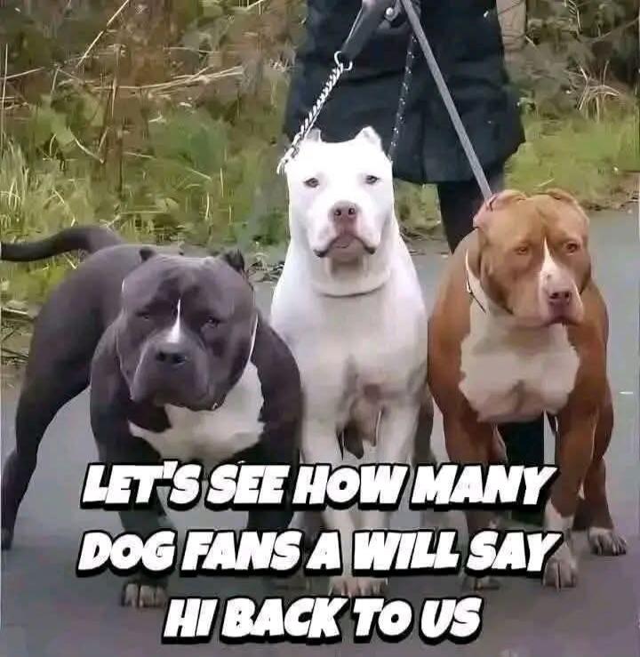 LET'S SEE HOW MANY DOG FANS A WILL SAY HI BACK TO US