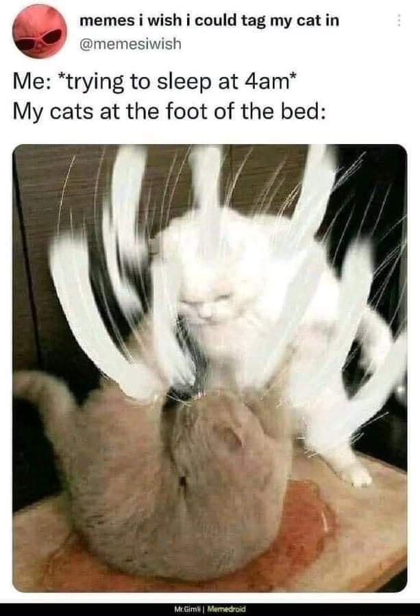 memes i wish i could tag my cat in memesiwish Me trying to sleep at 4am My cats at the foot of the bed