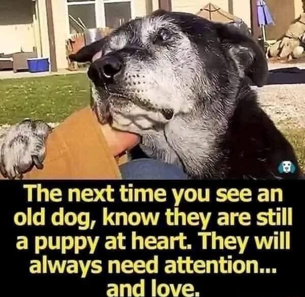 F N X Y L CLE A G ITEEEED old dog know they are still a puppy at heart They will always need attention and love