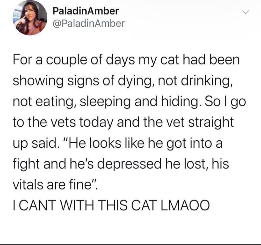 PaladinAmber PaladinAmber For a couple of days my cat had been showing signs of dying not drinking not eating sleeping and hiding So go to the vets today and the vet straight up said He looks like he gotinto a fight and hes depressed he lost his vitals are fine CANT WITH THIS CAT LMAOO