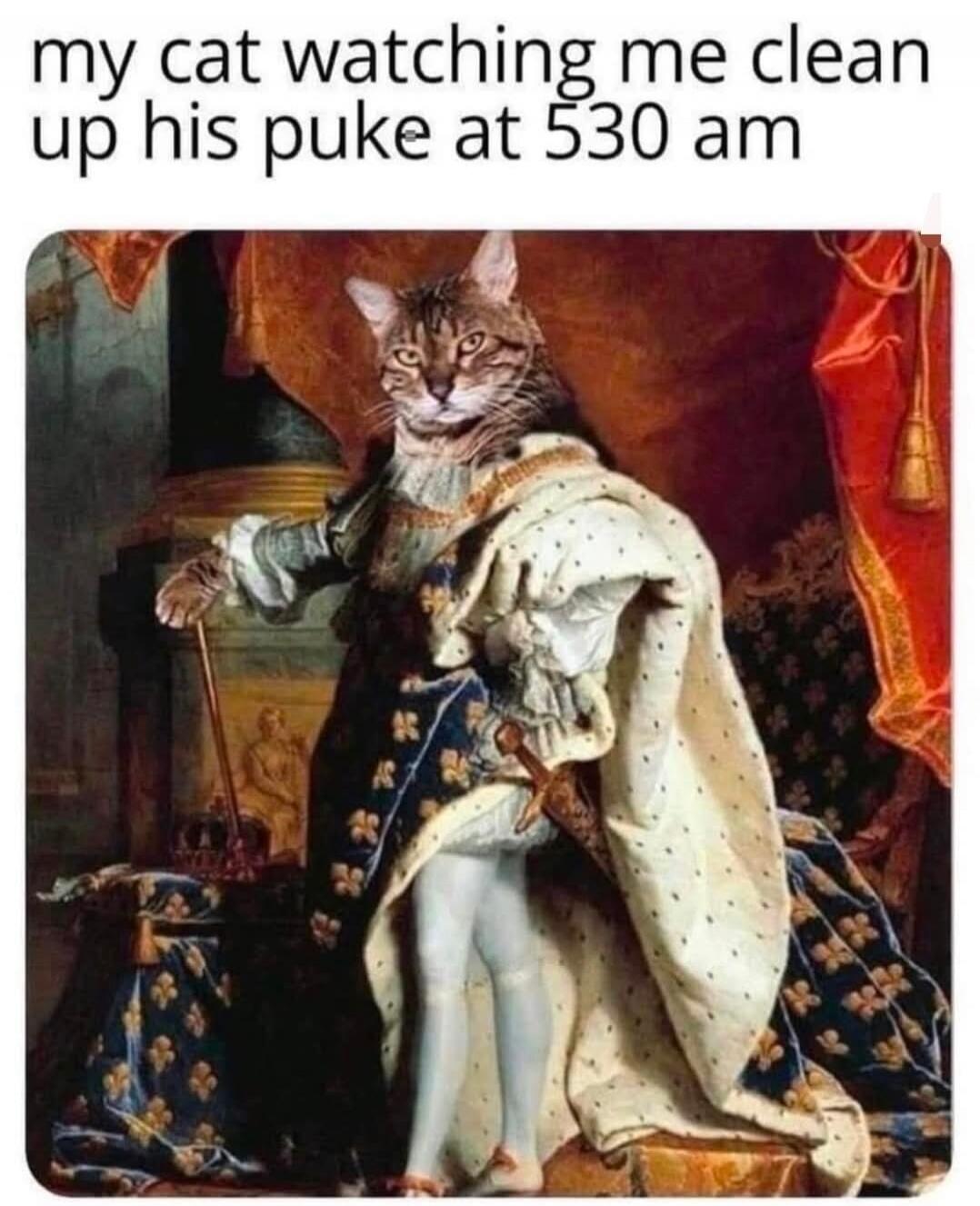 my cat watching me clean up his puke at 5:30 am