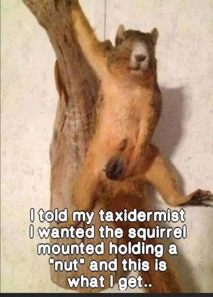 I told my taxidermist I wanted the squirrel mounted holding a 'nut' and this is what I get..
