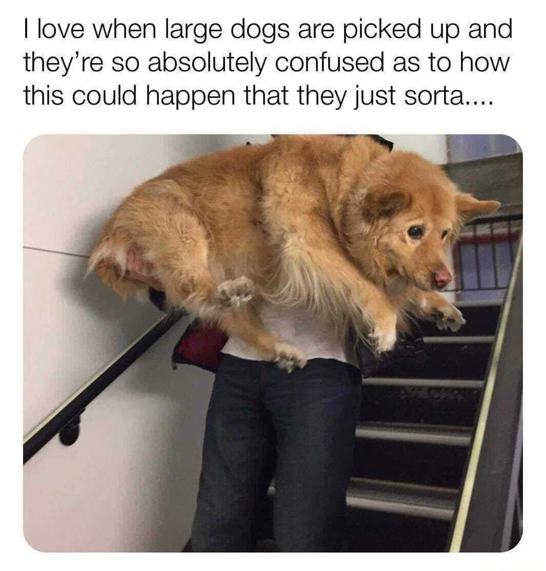 love when large dogs are picked up and theyre so absolutely confused as to how this could happen that they just sorta