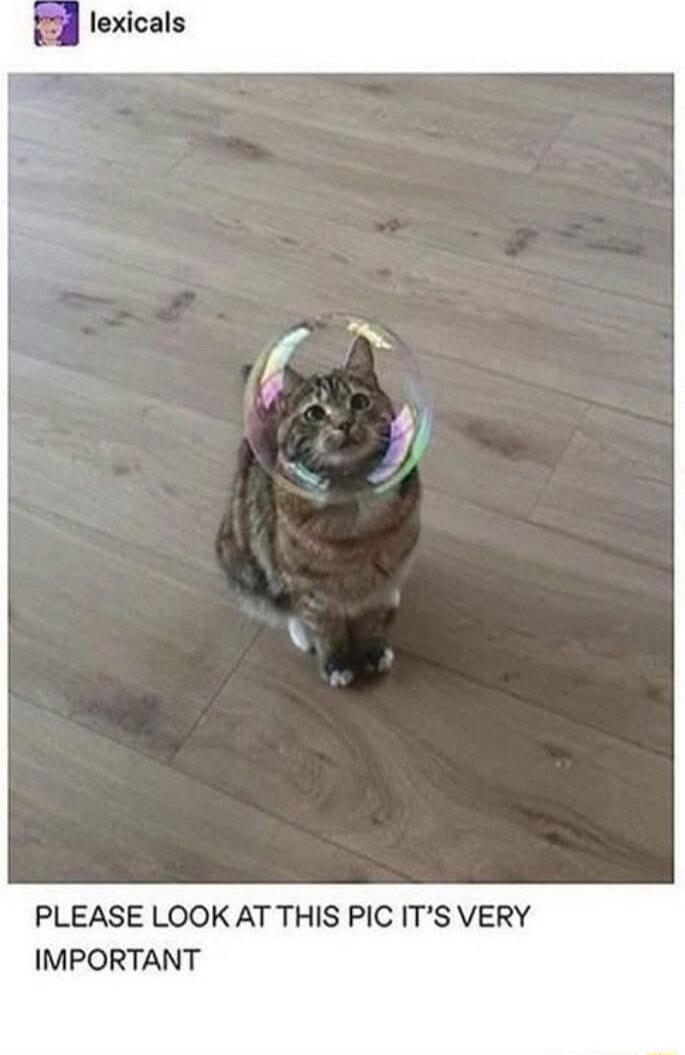 PLEASE LOOK AT THIS PIC ITS VERY IMPORTANT