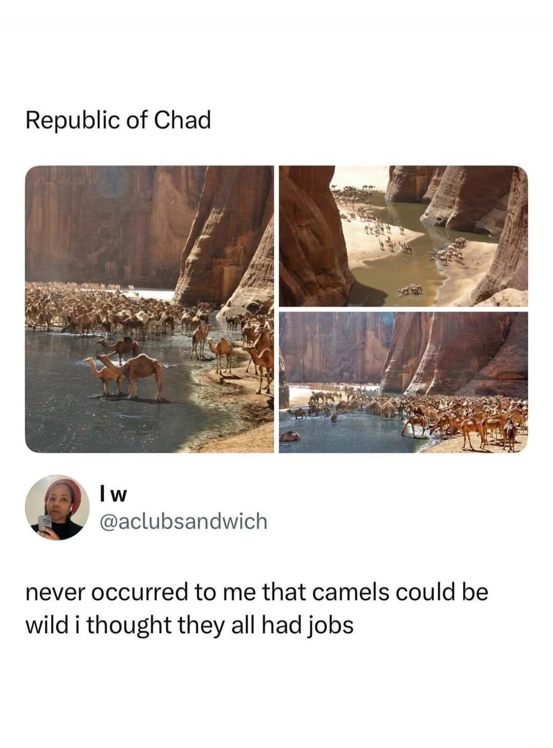 Republic of Chad. I w @aclubsandwich. Never occurred to me that camels could be wild, I thought they all had jobs.