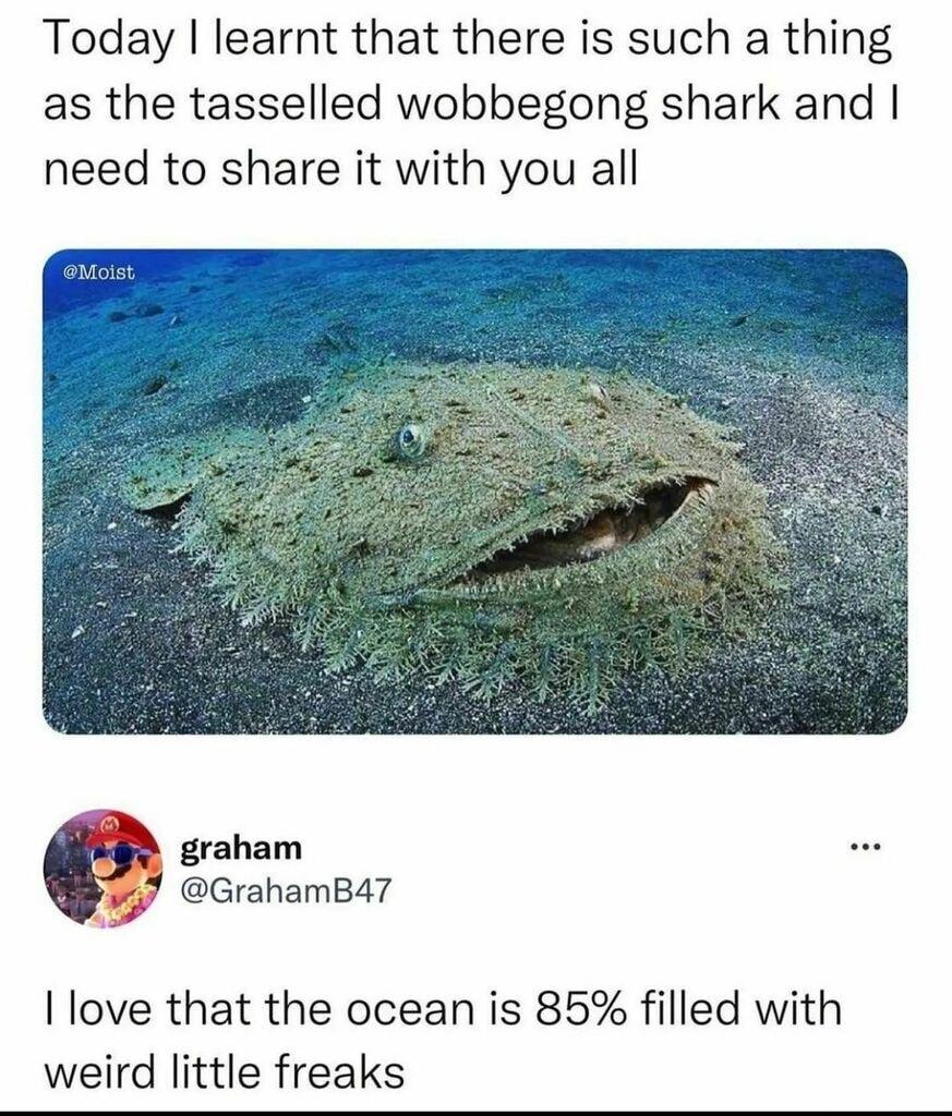 Today learnt that there is such a thing as the tasselled wobbegong shark and need to share it with you all graham GrahamB47 Ilove that the ocean is 85 filled with weird little freaks