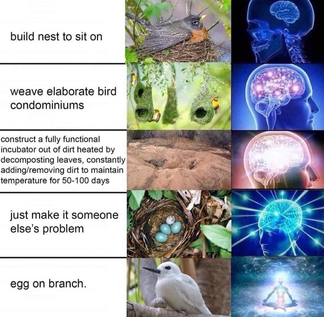 build nest to sit on weave elaborate bird condominiums construct a fully functional incubator out of dirt heated by decomposting leaves constantly addingremoving dirt to maintain temperature for 50 100 days just make it someone elses problem egg on branch