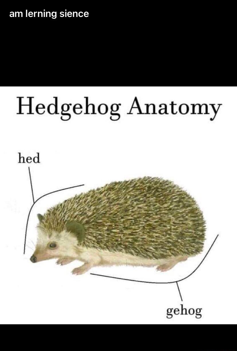 am lerning sience Hedgehog Anatomy hed