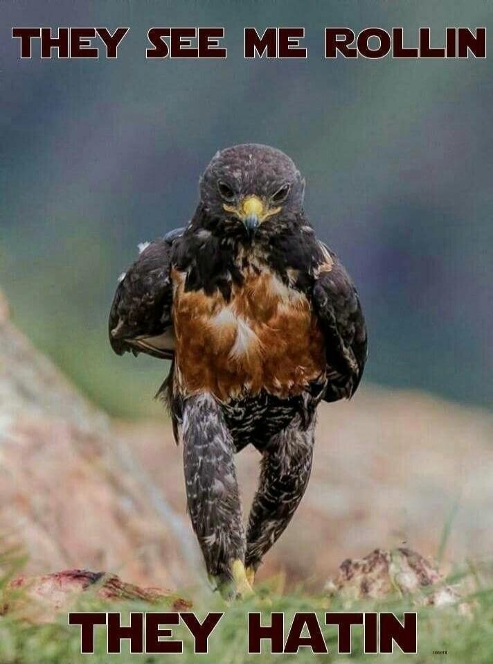 They see me rollin
They hatin