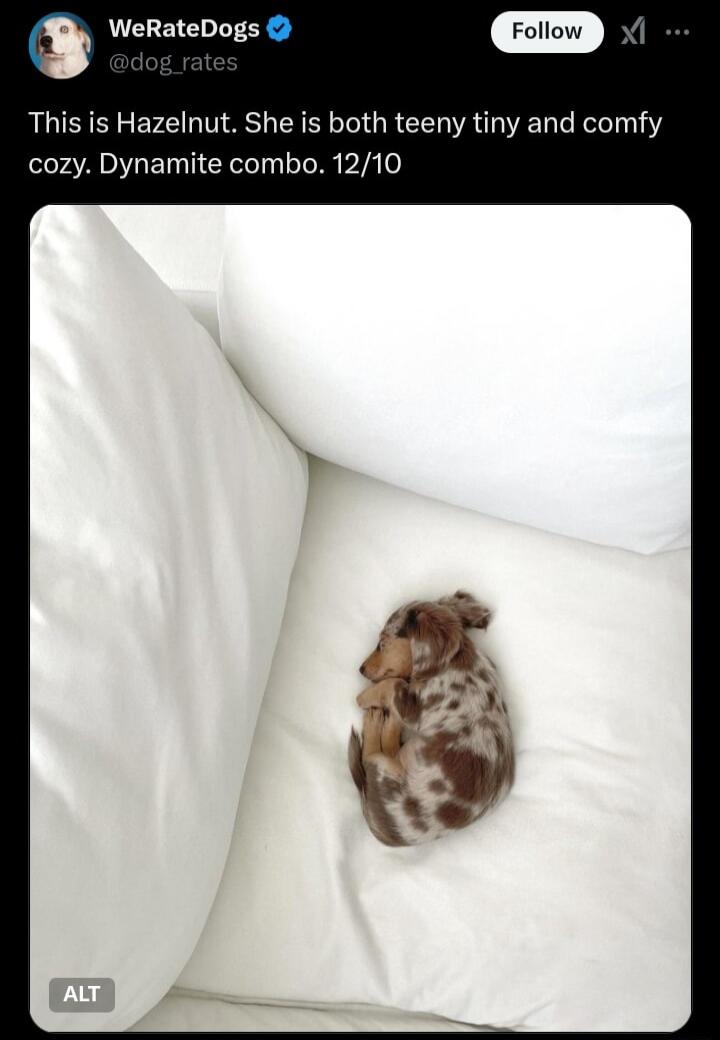 WeRateDogs 1 This is Hazelnut She is both teeny tiny and comfy cozy Dynamite combo 1210
